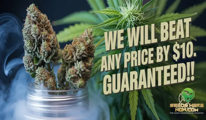 Cannabis buds in a jar with smoke swirling and a guarantee message overlay.