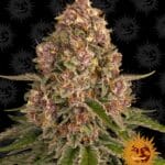 Pink Kush (Feminized) - Barney's Farm