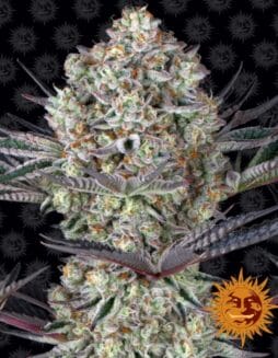 Dos Si Dos 33 (Feminized) (space) Barney's Farm