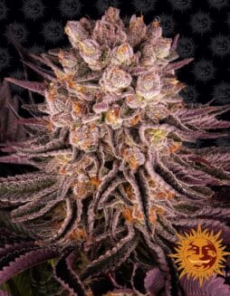 Mimosa x Orange Punch (Feminized) (space) Barney's Farm