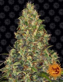 Amnesia Haze Auto (Autoflower) (space) Barney's Farm