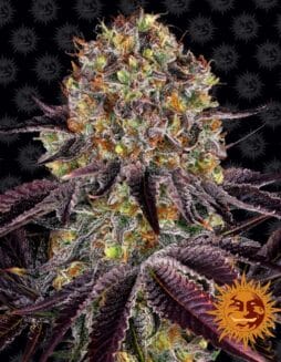 Runtz x Layer Cake (Feminized) (space) Barney's Farm