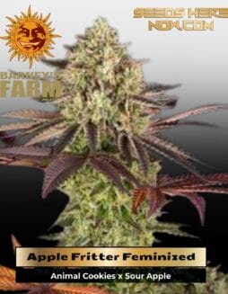 Apple Fritter (Feminized) (space) Barney's Farm