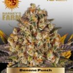 Banana Punch (Feminized) - Barney's Farm