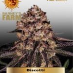 Biscotti (Feminized) - Barney's Farm