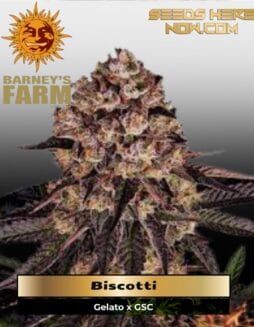 Biscotti (Feminized) (space) Barney's Farm