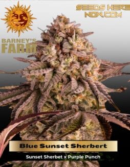 Blue Sunset Sherbert (Feminized) (space) Barney's Farm