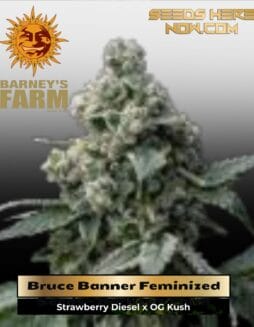 Bruce Banner (Feminized) (space) Barney's Farm