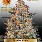 Bubba Kush (Feminized) - Barney's Farm