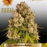 Cheese (Autoflower) - Barney's Farm