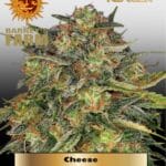 Cheese (Feminized) - Barney's Farm