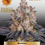 Gelato (Feminized) - Barney's Farm