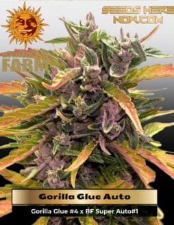 Gorilla Glue (Autoflower) (space) Barney's Farm