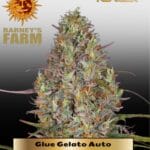 Glue Gelato (Autoflower) - Barney's Farm