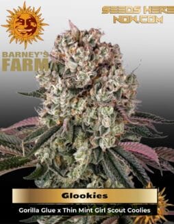Glookies (Feminized) (space) Barney's Farm