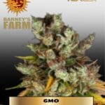 GMO (Feminized) - Barney's Farm