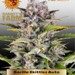 Gorilla Zkittlez (Autoflower) - Barney's Farm
