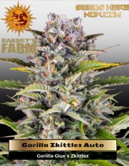 Gorilla Zkittlez (Autoflower) (space) Barney's Farm