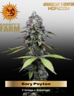 Gary Payton (Feminized) (space) Barney's Farm