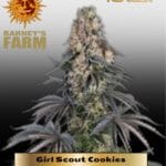 Girl Scout Cookies (Feminized) - Barney's Farm
