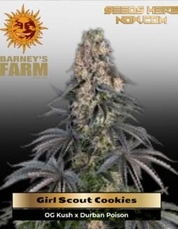 Girl Scout Cookies (Feminized) (space) Barney's Farm
