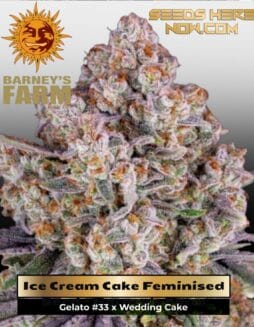 Ice Cream Cake (Feminized) (space) Barney's Farm