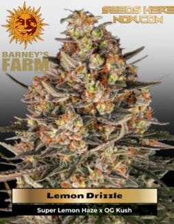 Lemon Drizzle (Feminized) (space) Barney's Farm