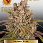 Lemon Tree (Feminized) - Barney's Farm