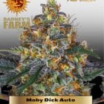 Moby Dick (Autoflower) - Barney's Farm