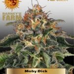Moby Dick (Feminized) - Barney's Farm