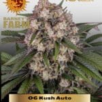 OG Kush (Autoflower) - Barney's Farm