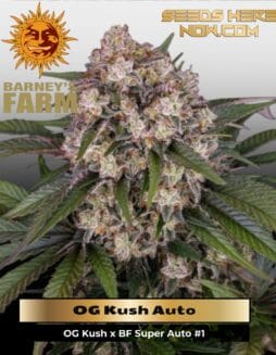 OG Kush (Autoflower) (space) Barney's Farm