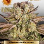 Pineapple Express (Feminized) - Barney's Farm