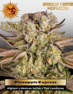Pineapple Express (Feminized) (space) Barney's Farm