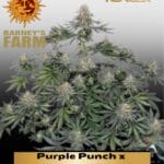 Purple Punch x Lemon Drizzle (Feminized) - Barney's Farm