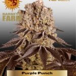 Purple Punch (Feminized) - Barney's Farm