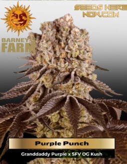 Purple Punch (Feminized) (space) Barney's Farm