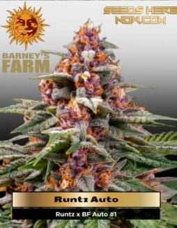 Runtz (Autoflower) (space) Barney's Farm