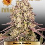 Runtz Muffin (Feminized) - Barney's Farm