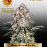 Sour Diesel (Autoflower) - Barney's Farm