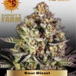 Sour Diesel (Feminized) - Barney's Farm