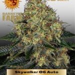 Skywalker OG (Autoflower) - Barney's Farm