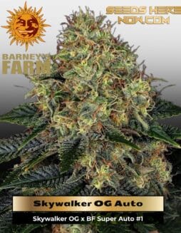 Skywalker OG (Autoflower) (space) Barney's Farm