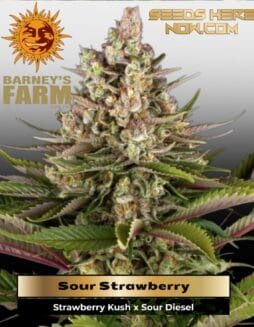 Sour Strawberry (Feminized) (space) Barney's Farm