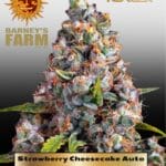 Strawberry Cheesecake (Autoflower) - Barney's Farm