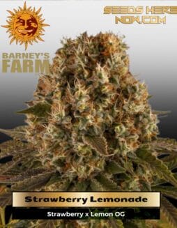 Strawberry Lemonade (Feminized) (space) Barney's Farm