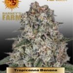 Tropicanna Banana (Feminized) - Barney's Farm
