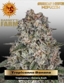 Tropicanna Banana (Feminized) (space) Barney's Farm