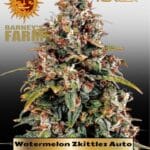 Watermelon Zkittlez (Autoflower) - Barney's Farm