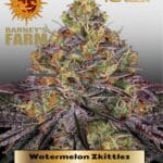 Watermelon Zkittlez (Feminized) - Barney's Farm